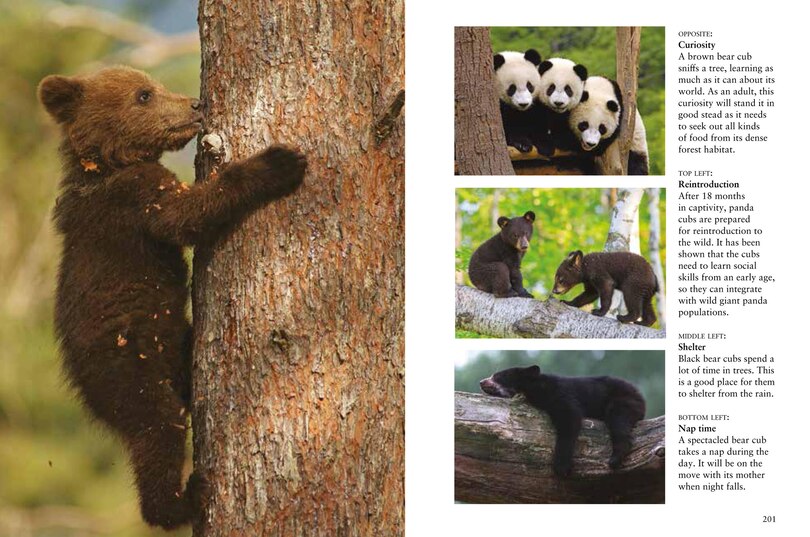 Sample content 5_Bears