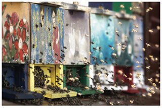 Aper&ccedil;u du contenu 2_Bees