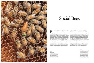 Aper&ccedil;u du contenu 3_Bees