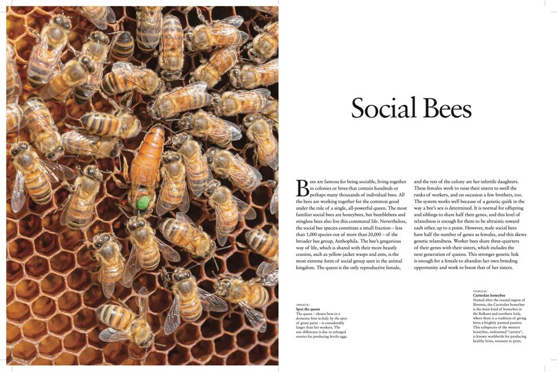 Aper&ccedil;u du contenu 3_Bees