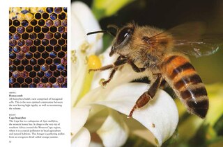 Sample content_Bees
