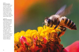 Sample content 2_Bees