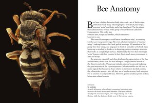 Sample content 3_Bees