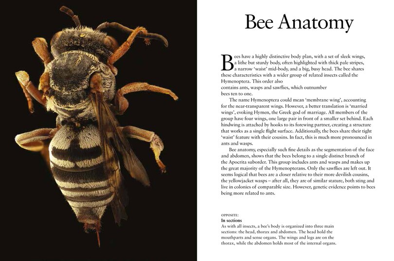 Sample content 3_Bees