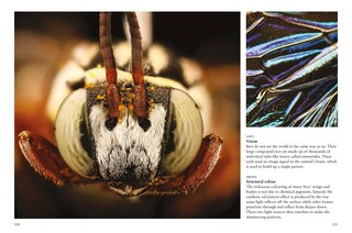 Sample content 4_Bees