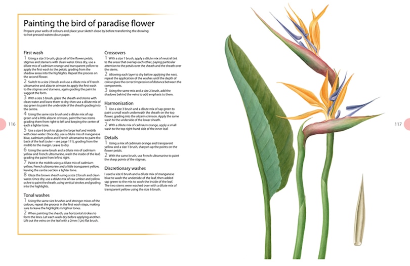 Sample content_Beginner's Guide To Botanical Flower Painting