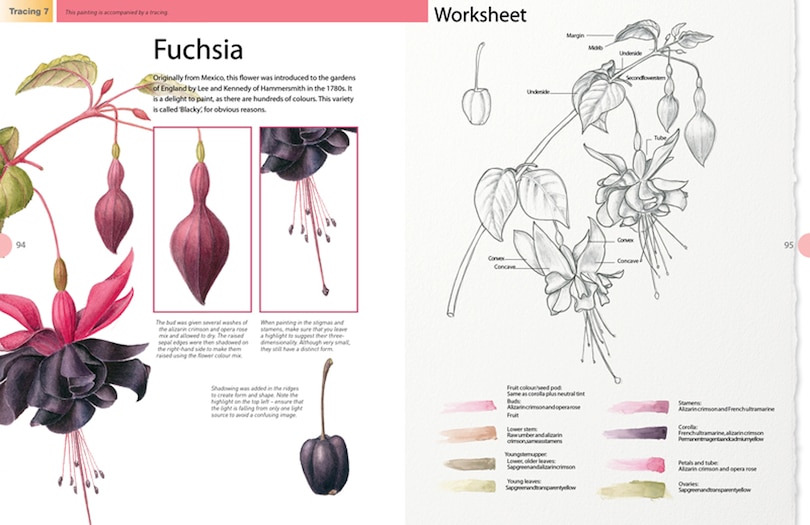 Sample content 2_Beginner's Guide To Botanical Flower Painting