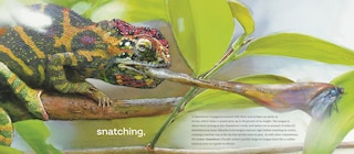 Sample content_Behold the Chameleon