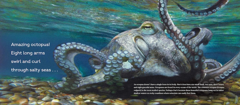Aper&ccedil;u du contenu 3_Behold the Octopus!