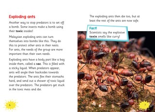 Aper&ccedil;u du contenu_Big Cat for Little Wandle Fluency