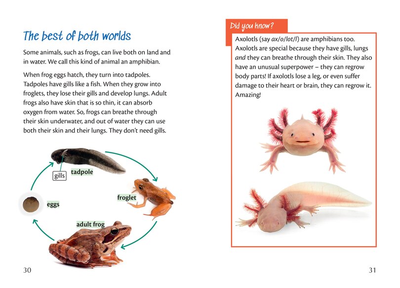 Sample content_Big Cat for Little Wandle Fluency