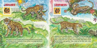 Sample content_Big Cats!