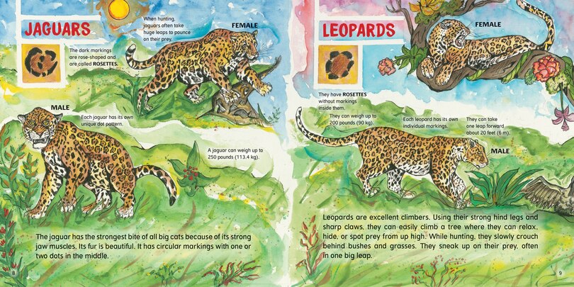 Sample content_Big Cats!
