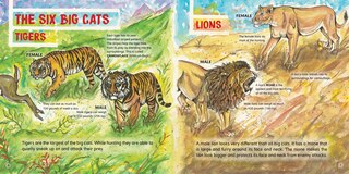 Sample content 2_Big Cats!