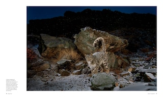 Aper&ccedil;u du contenu 2_Big Cats