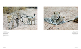 Aper&ccedil;u du contenu 3_Big Cats