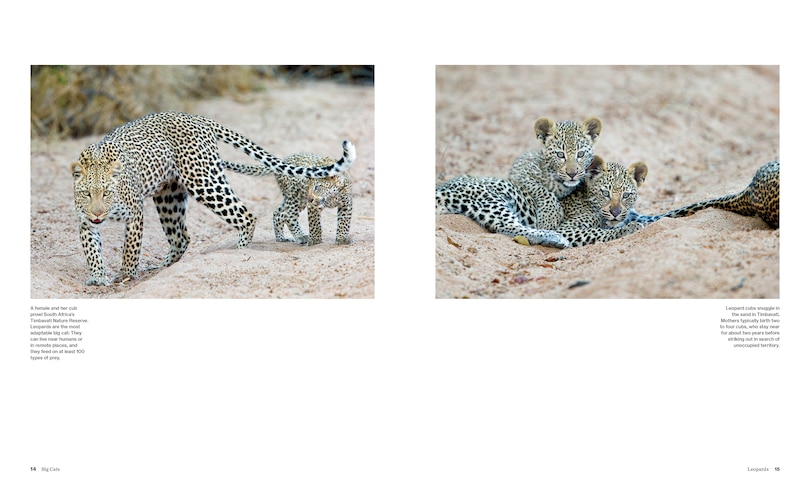 Aper&ccedil;u du contenu 3_Big Cats