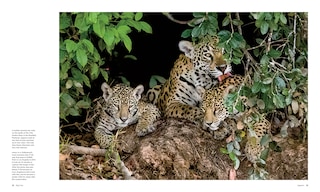 Aper&ccedil;u du contenu 4_Big Cats