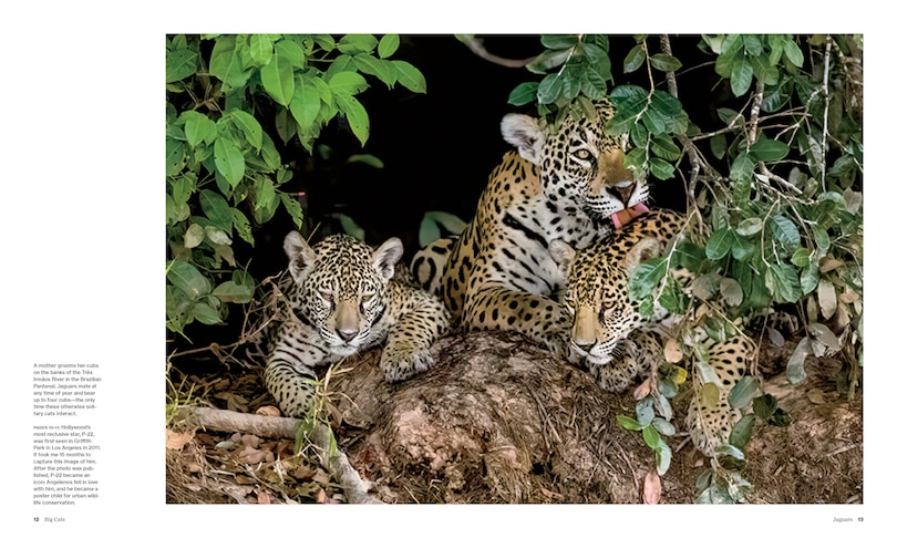 Aper&ccedil;u du contenu 4_Big Cats