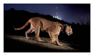 Aper&ccedil;u du contenu 5_Big Cats