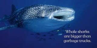 Sample content_Big Sharks, Small World