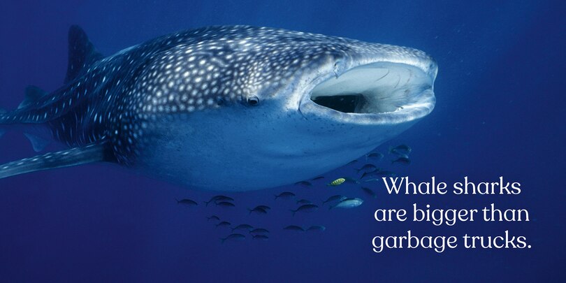 Sample content_Big Sharks, Small World