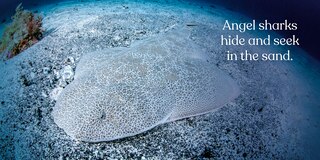 Sample content 2_Big Sharks, Small World
