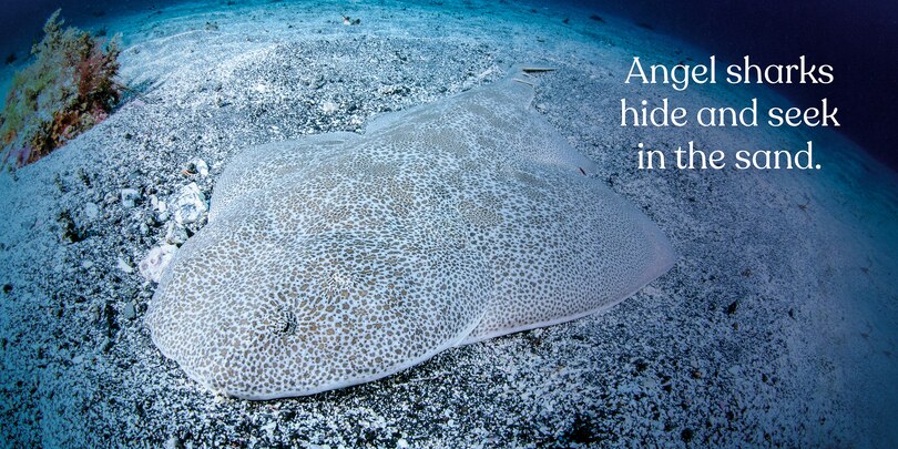Sample content 2_Big Sharks, Small World