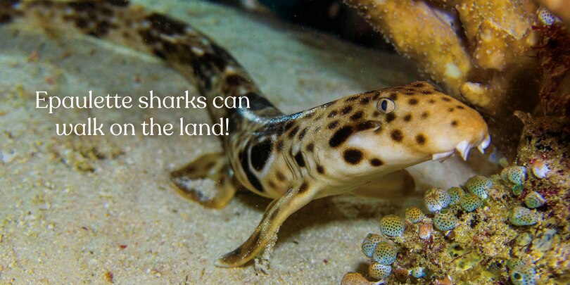 Sample content 3_Big Sharks, Small World