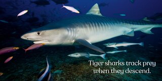 Sample content 4_Big Sharks, Small World