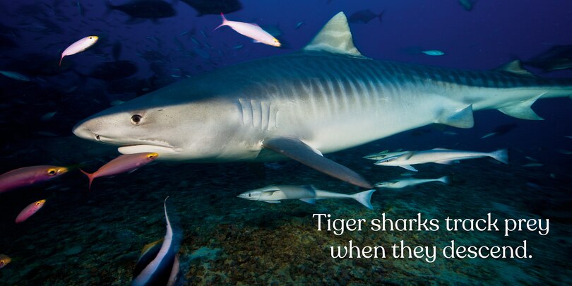 Sample content 4_Big Sharks, Small World
