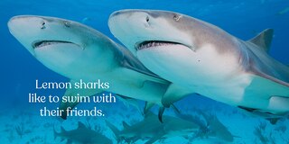 Sample content 5_Big Sharks, Small World