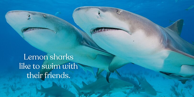 Sample content 5_Big Sharks, Small World