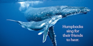 Sample content_Big Whales, Small World