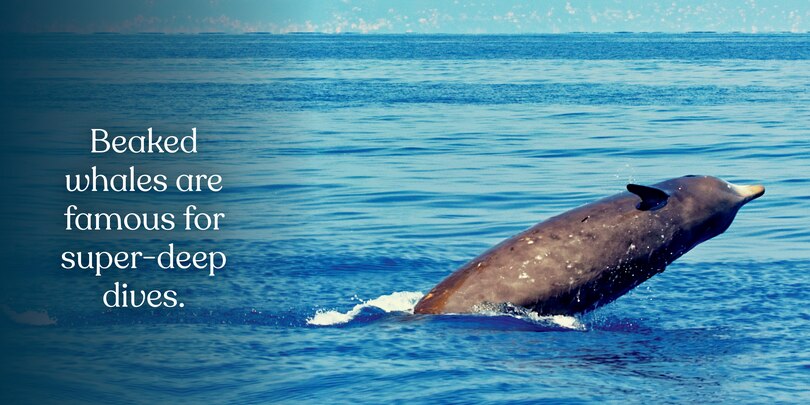 Sample content 3_Big Whales, Small World