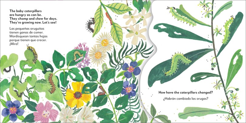 Sample content 2_Bilingual Pop-Up Peekaboo! Butterfly - La mariposa