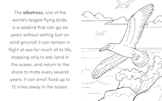 Sample content 5_Bird Book for Kids