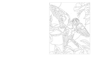 Sample content 2_Birds & Butterflies Color By Numbers