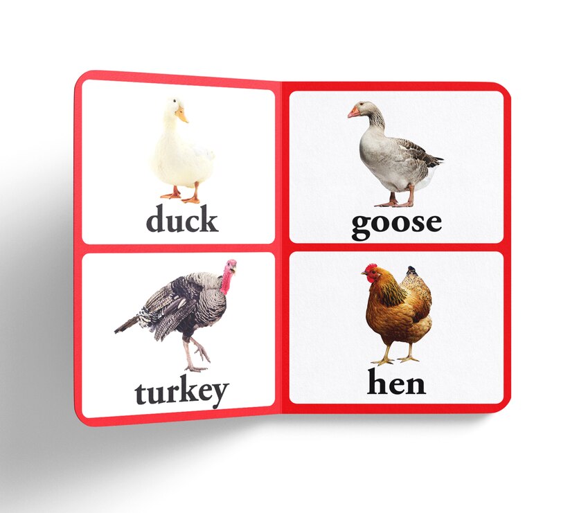 Aper&ccedil;u du contenu 2_Birds - Early Learning Board Book With Large Font : Big Board Books Series
