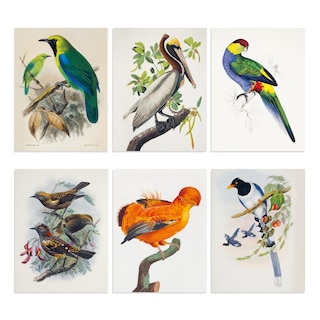 Sample content_Birds of a Feather