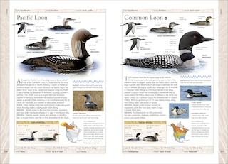Sample content 2_Birds Of Canada