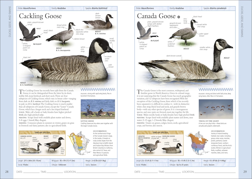 Sample content_Birds of Eastern Canada