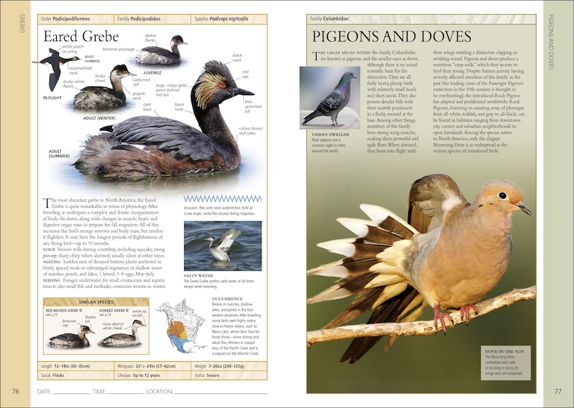 Sample content 2_Birds of Eastern Canada