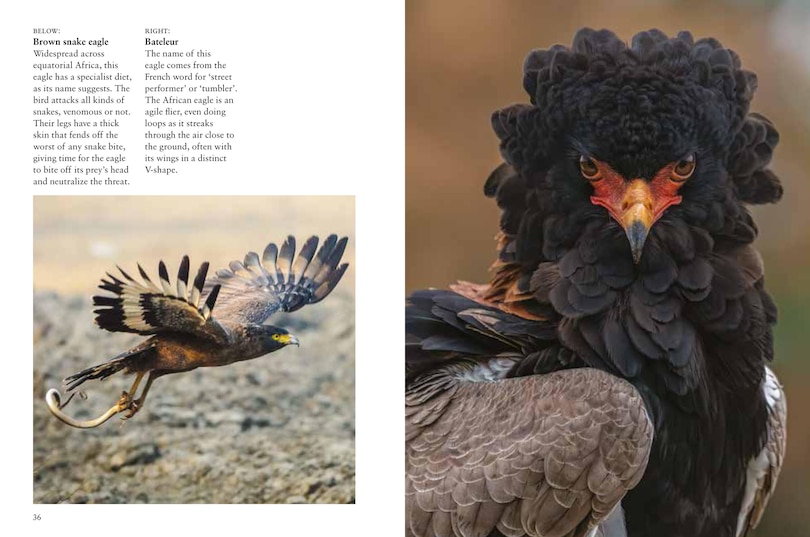Sample content 2_Birds of Prey