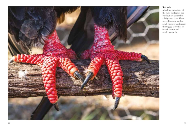 Sample content 3_Birds of Prey