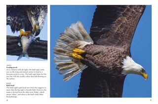 Sample content 4_Birds of Prey