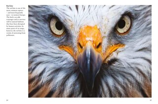 Sample content 5_Birds of Prey