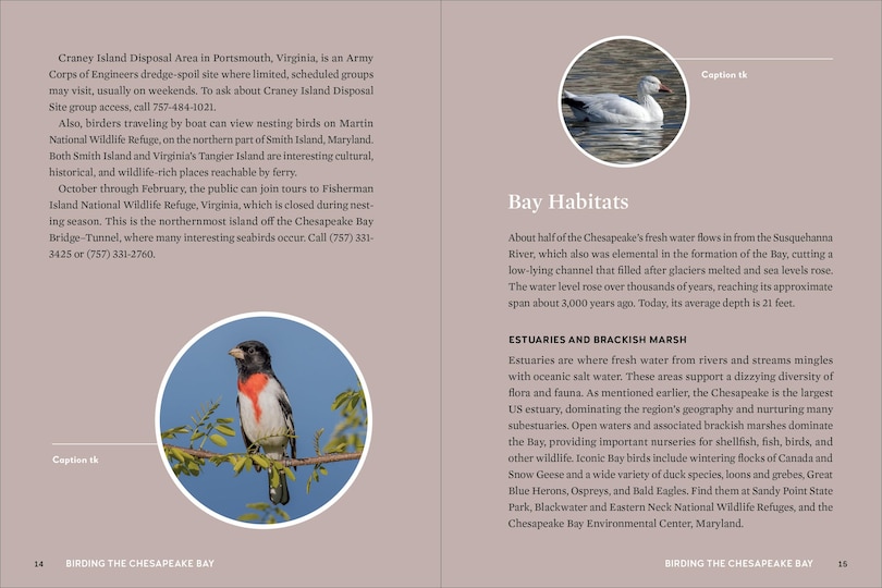 Aperçu du contenu 2_Birds of the Chesapeake Bay