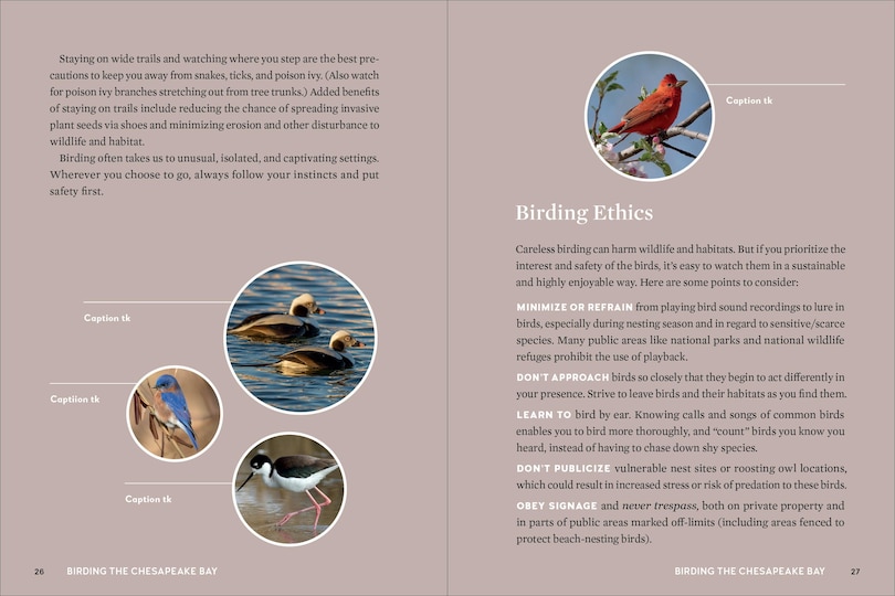 Aperçu du contenu 4_Birds of the Chesapeake Bay