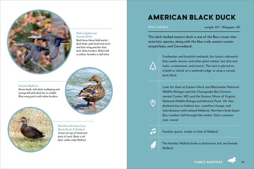 Aperçu du contenu 5_Birds of the Chesapeake Bay